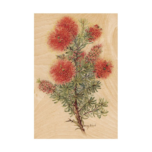 Woodhi Postcard - Corymbia Ficifolia