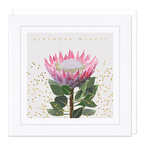 Whistlefish Greeting Card - Birthday Wishes, Protea