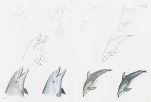 Search Press How to Draw Sea Creatures detailed inner page showing how to draw dolphins