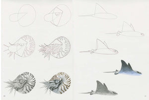 Search Press How to Draw Sea Creatures detailed inner page showing how to draw ray and nautilus shell