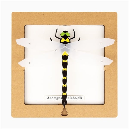 Bog Craft Bog Craft SQAR Paper Craft - Dragon Fly #6, Anotogaster Sieboldii