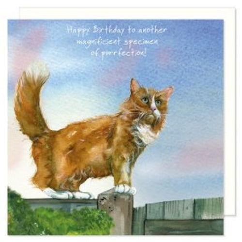 Little Dog Laughed Little Dog Laughed Birthday Card - Purrfection