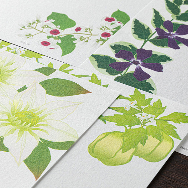 Midori Midori Kami Letter Set - Paper Series - Summer, Summer Floral