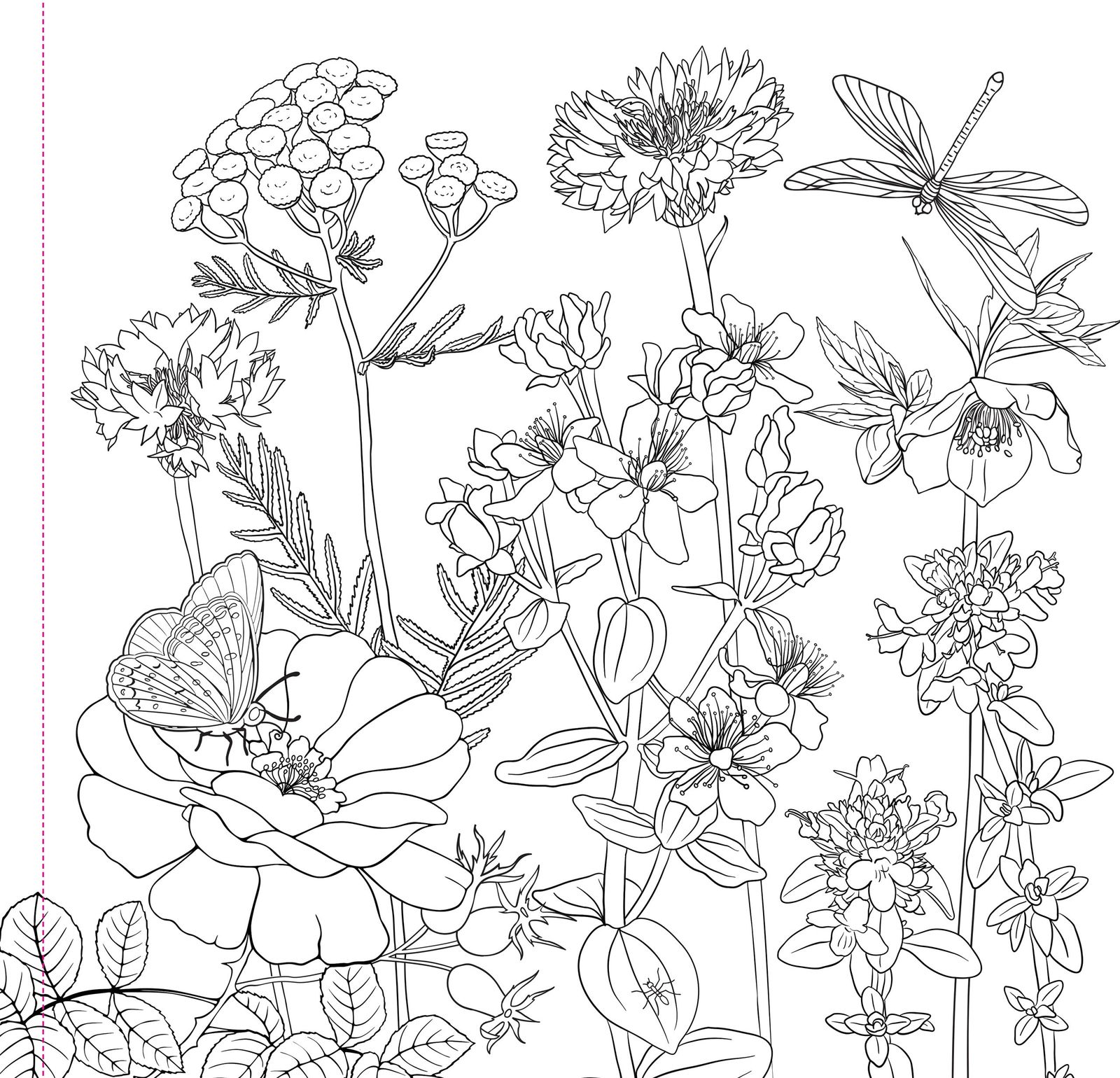 Peter Pauper Press Studio Series Colouring Book - Wildflowers