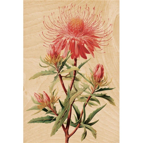 WOODHI Woodhi Postcard - Isopogon Roseus