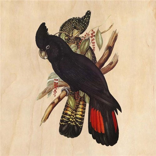 Woodhi Poster - Black Cockatoo