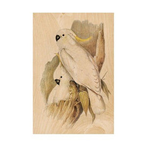 Woodhi Postcard - Sulphur Crested Cockatoo