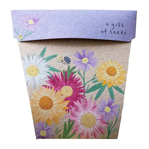 Sow n Sow Gift of Seeds Card - Native Daisies