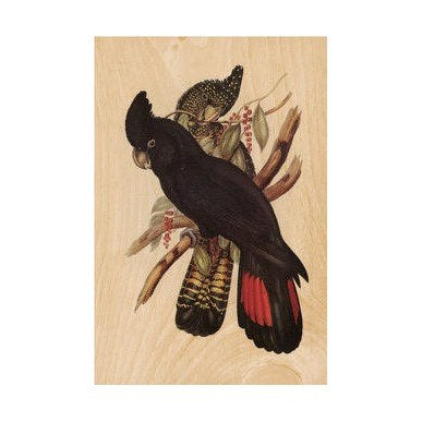 WOODHI Woodhi Postcard - Black Cockatoo