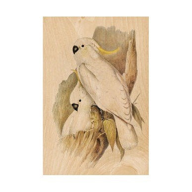 WOODHI Woodhi Postcard - Sulphur Crested Cockatoo